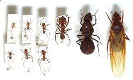 Worker ants of various castes and two large queens